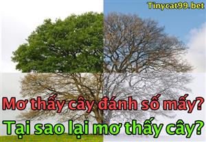 Nằm Mơ Thấy Cây Đánh Con Số Mấy? Mơ Thấy Cây Mang Lại  Ý Nghĩa Gì?